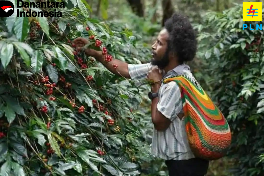 Dari Pegunungan Papua, Aroma Kopi Tiom Tembus Pasar Nasional Lewat Program PLN Peduli